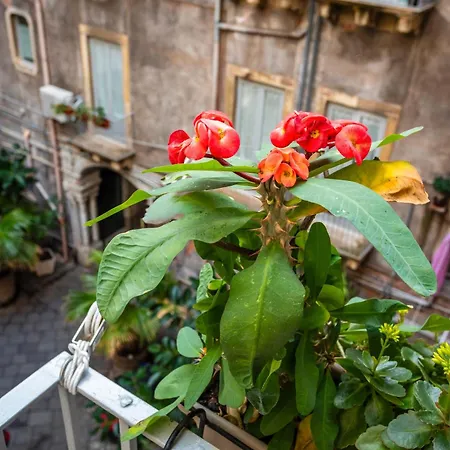 Orlando E Angelica By Tabula House Gæstehus Catania